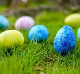 Colorful easter eggs (blue, yellow, and purple) lying in green grass. 