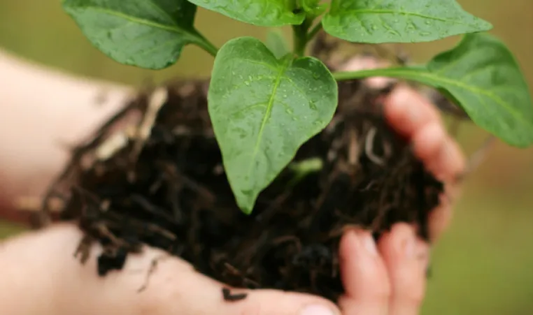 Child holding a plant