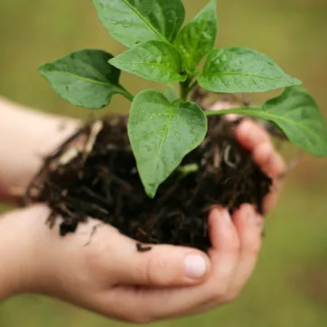 Child holding a plant